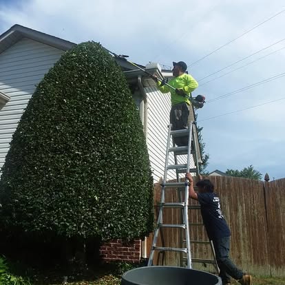 Tree and shrub care